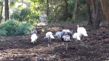 Ağaçlar ve yeşilliklerle çevrili doğal ortamda yiyecek arayan hindiler.