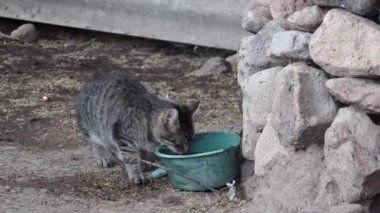 Kırsal bir ortamda taş duvarın yakınındaki bir kaseden su içen kedi.
