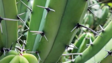 Doğal güneş ışığında keskin dikenleri olan canlı bir kaktüsün büyüleyici yakın çekimi.