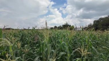 Dramatik gökyüzü altında yemyeşil mısır tarlaları tarımsal yaşamı gözler önüne seriyor.