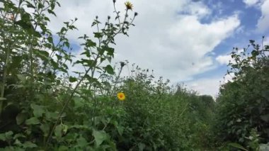 Meksika 'da mavi gökyüzünün altında çiçek açan güzel bir manzara.