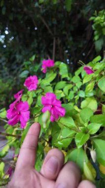 Canlı pembe çiçekler yemyeşil, yumuşak bir dokunuşla