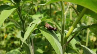 Doğadaki açık gökyüzü altında yeşil yaprakların üzerinde dinlenen böcek.