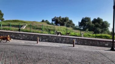 Köpekler güneşli bir açık hava ortamında manzaralı bir yolda özgürce dolaşıyorlar.