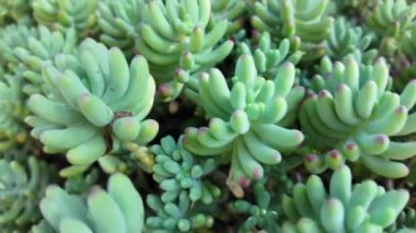 Yeşiller içindeki sulu bitkiler doğal güzellik ve dokular sergiliyor.