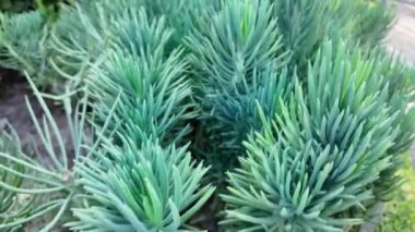 Bereketli yeşil sulu bitkiler güneş ışığı altında canlı bir bahçede büyüyorlar.