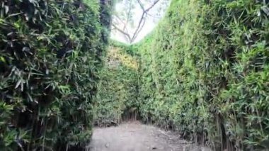 Yeşillik içinde gizlenmiş bir bambu labirentinin karmaşık yollarını keşfet.