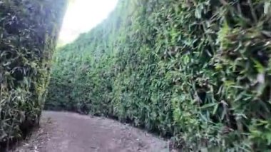 Doğanın cennetinde canlı yeşilliklerle çevrili yemyeşil bir bambu labirenti keşfedin.