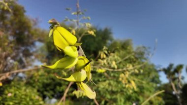 Parlak sarı çiçekler açık mavi gökyüzünün altında canlı yeşillikler arasında çiçek açıyor.