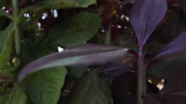 Meksika kıyıları yakınlarındaki yemyeşil bir bahçede canlı tropikal bitkiler keşfedin.