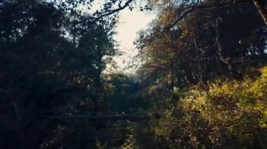 Meksika 'da ağaçların arasından süzülen güneş ışığıyla huzurlu orman manzarası