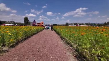 Da de Muertos kutlamaları için Atlixco, Puebla 'daki canlı cempaschil tarlalarını ziyaret edin.