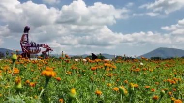 Da de Muertos kutlamaları sırasında Atlixco, Puebla 'daki canlı cempaschil alanlarını keşfedin.