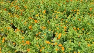 Cempaschil çiçek tarlaları Da de Muertos kutlamaları için canlı renkler sergiliyor