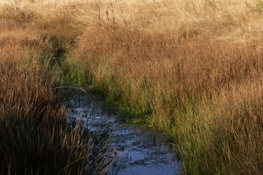 Uzun otlar, gün ortasında sakin bir manzarada dolambaçlı bir dereyi çevrelemektedir.