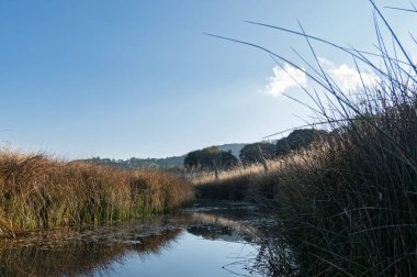 Sakin sulak arazi manzarası, açık mavi gökyüzünün altında uzun otlar, güneş ışığı...