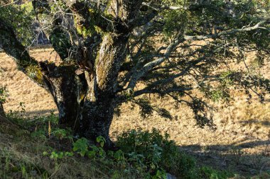 Altın saat boyunca dingin bir tarlada dalları uzanan görkemli meşe ağacı.