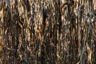 Sonbaharın sonlarında mısır tarlasında rüzgârda sallanan kuru saplar