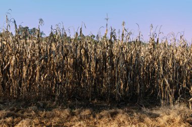 Güneş batarken kurumuş mısır tarlası doğanın sessiz dönüşümünü gözler önüne seriyor.