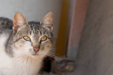 Kapalı alanda dinlenen kedi, tuhaf bir bakış ve rahat bir yerde yumuşak bir ışık.