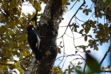Melanerpes formicivorus. Gagasında meşe palamudu olan. Ön plandaki palmiye ağacında oturuyor.