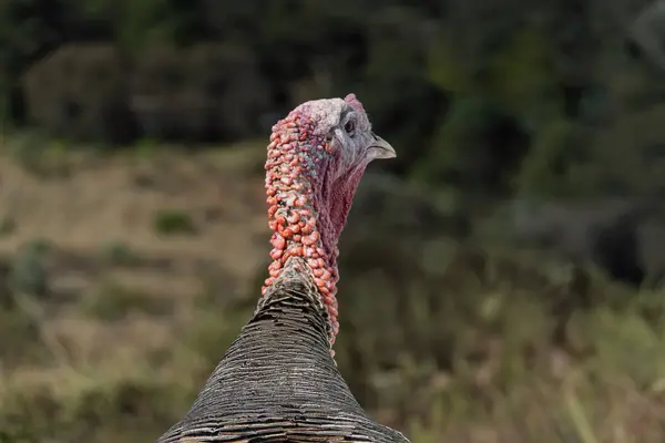 Vahşi hindi, güneşli bir öğleden sonra Meksika 'daki doğal ortamında görüldü.