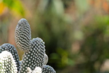 Close-up of Opuntia Microdasys Cactus in Natural Habitat clipart