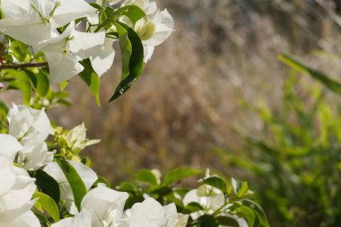 Canlı Beyaz Bougainvillea Doğal Arkaplanda Tam Çiçek Açtı