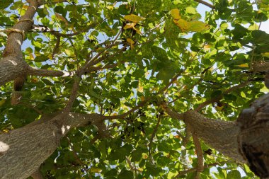 Güneşli bir günde canlı Erythrina Americana Ağacı Tepesi