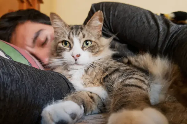 Evde Rahatlayan Kişi ve Kedi Anı
