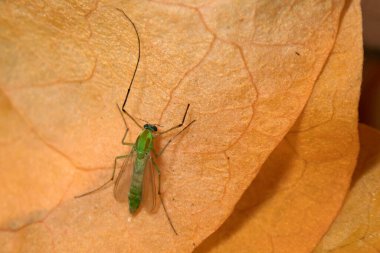 Öğlen vakti kurumuş bir yaprağın üzerinde dinlenen yeşil Chironomus midge.