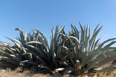Meksika 'nın canlı bir manzarasında, büyük bir agave atrovirens dik duruyor, yukarıya doğru uzanan görkemli yapraklarını sergiliyor. Bu sulu bitki, özellikle geleneksel bir al-al-Pulque olan Pulque 'un üretimindeki rolüyle bilinen bölge kültürünün ayrılmaz bir parçasıdır.