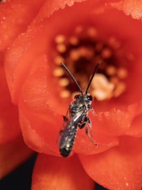 Bir Ceratina acantha arısı canlı kırmızı bir çiçekle uğraşırken özenle nektar toplarken gözlemlenir. Bu an, arıların bahar mevsiminde tozlaşmadaki temel rolünü yakalar. Karmaşık vücut detaylarını ve çarpıcı zıtlıklarını gözler önüne serer.
