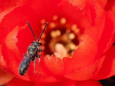 Bir Ceratina acantha arısı canlı kırmızı çiçekten aktif olarak polen toplarken görülüyor. Kapalı çekim, arıların vücudunun karmaşık detaylarını yakalar ve çiçek merkezinin derinliklerine doğru araştırır..