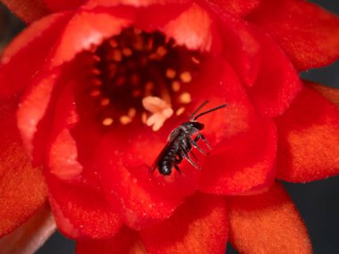 Bir Ceratina acantha arısı, kırmızı bir çiçeğin üzerinde nektar ve polen toplamakla meşgul. Öğleden sonra güneş ışığı çiçeğin canlı renklerini güçlendirir. Arının parlak vücudunu ve narin kanatlarını ön plana çıkarır..