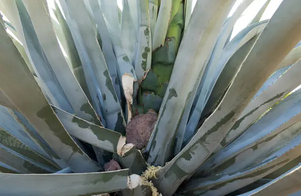 Agave Mapisaga ustalıkla kesilir ve özsuyunun toplandığı deliğin üzerine bir taş yerleştirilir..