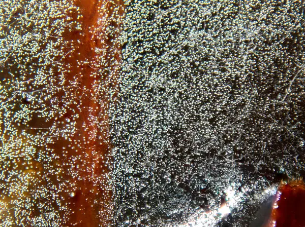 Bu yakın çekim karanlık bir sıvının yüzeyinde oluşan kabarcıkların karmaşık detaylarını yakalar, muhtemelen bir soda veya benzer bir içecek..