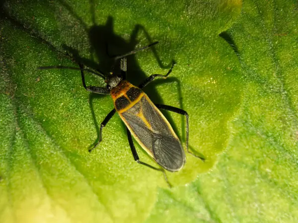 Geniş kalibreli, yaygın olarak Kaliforniya böceği olarak bilinen canlı yeşil bir yaprağa dayanır. Böcek çarpıcı bir sarı ve siyah desen sergiliyor, çevresiyle uyumlu bir şekilde harmanlıyor..