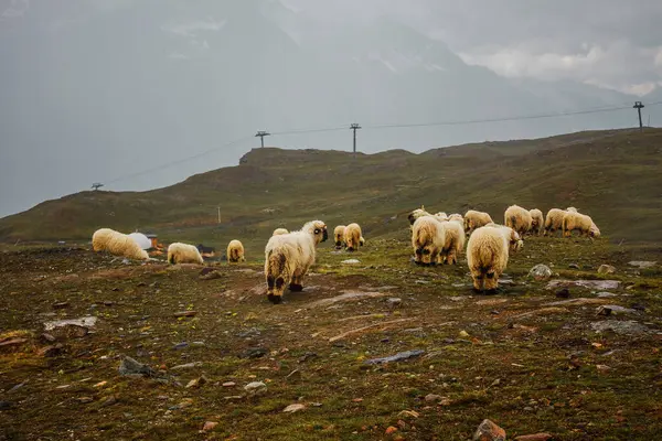 Herd of white sheeps. Cattle on meadow in Swiss mountains. Switzerland, Zermatt. Foggy farming landscape with muttons.