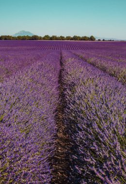 Fransa 'nın Provence kentindeki bir dağ ve ormandaki lavanta tarlaları. Mor çiçek çalıları. Yaz rengarenk manzarası, Avrupa.