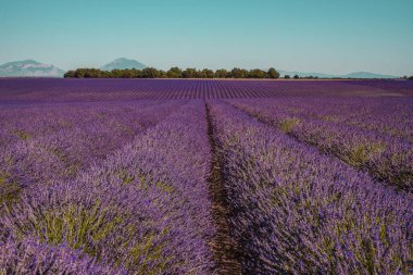 Fransa 'nın Provence kentindeki bir dağ ve ormandaki lavanta tarlaları. Mor çiçek çalıları. Yaz rengarenk manzarası, Avrupa.