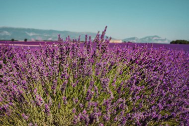 Fransa 'nın Provence kentindeki bir dağ ve ormandaki lavanta tarlaları. Mor çiçek çalıları. Yaz rengarenk manzarası, Avrupa.
