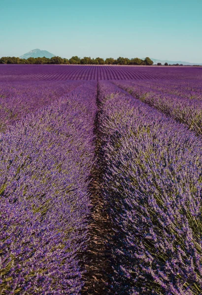 stock image Lavender fields on a mountain and forest background in Provence, France. Lines of purple flowers bushes. Summer colourful landscape, Europe.