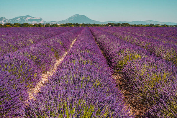 Lavender fields on a mountain and forest background in Provence, France. Lines of purple flowers bushes. Summer colourful landscape, Europe.