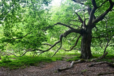Hutewald Cadılar Bayramı 'nda, Kellerwald-Edersee, Hesse, Almanya yakınlarındaki yaşlı bir ağaç.