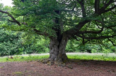 Hutewald Cadılar Bayramı 'nda, Kellerwald-Edersee, Hesse, Almanya yakınlarındaki bir ağacın gövdesine yıldırım düşmüştü.