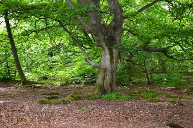 Hutewald Cadılar Bayramı 'nda, Kellerwald-Edersee, Hesse, Almanya yakınlarındaki yaşlı bir ağaç.