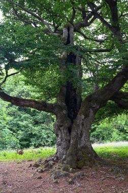 Hutewald Cadılar Bayramı 'nda, Kellerwald-Edersee, Hesse, Almanya yakınlarındaki bir ağacın gövdesine yıldırım düşmüştü.