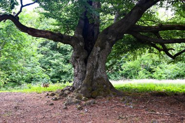 Hutewald Cadılar Bayramı 'nda, Kellerwald-Edersee, Hesse, Almanya yakınlarındaki bir ağacın gövdesine yıldırım düşmüştü.