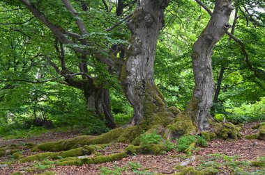 Hutewald Cadılar Bayramı 'nda, Edersee, Hesse, Almanya' daki Kellerwald Doğa Parkı yakınlarında yosun kaplı kökleri olan yaşlı ağaçlar.